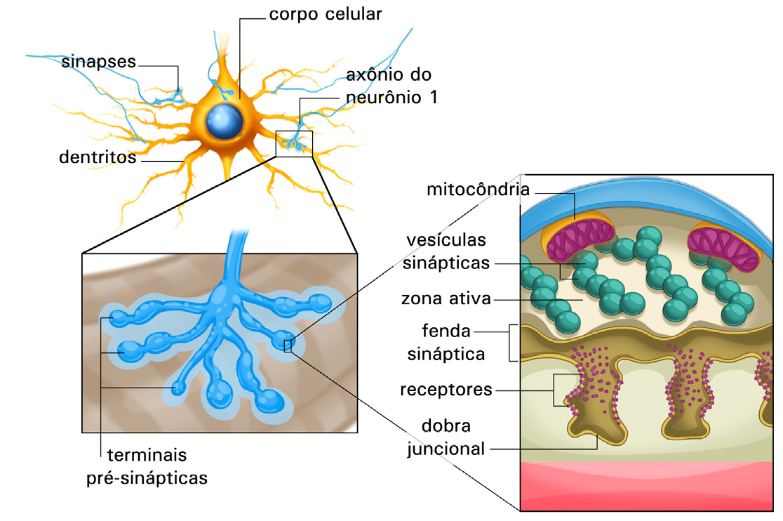 Eletromagnetismo» Sinais Elétricos no Corpo Humano 19 Um neurônio pode ter até alguns milhares de conexões sinápticas, transformando a rede neural em algo extremamente complexo.