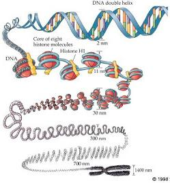 Células eucarióticas vários CROMOSSOMOS Cada cromossomo formado