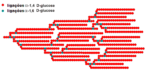FIGURA 5 Representação esquemática do modelo estrutural da amilopectina, com modificações. Fonte: Disponível em: <www.lsbu.ac.uk/water/hysta.html> Acessado em 20 de dezembro de 2007.