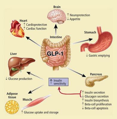 GLP1 Hormônios intestinais: GLP1 Secretado nas células L do cólon/ íleo.