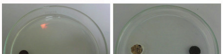 65 Figura 7 (A) disco de micélio de Alternaria sp. em meio de cultura BDA; (B) a esquerda disco de micélio de Phoma sp. e a direita disco de Trichoderma sp.