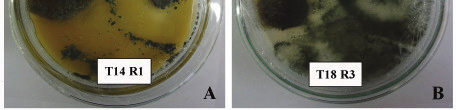Figura 11 (A) confronto entre o isolado 2B22 de Trichoderma harzianum e Alternaria sp. aos oito dias; (B) confronto entre Agrotrich e Alternaria sp.