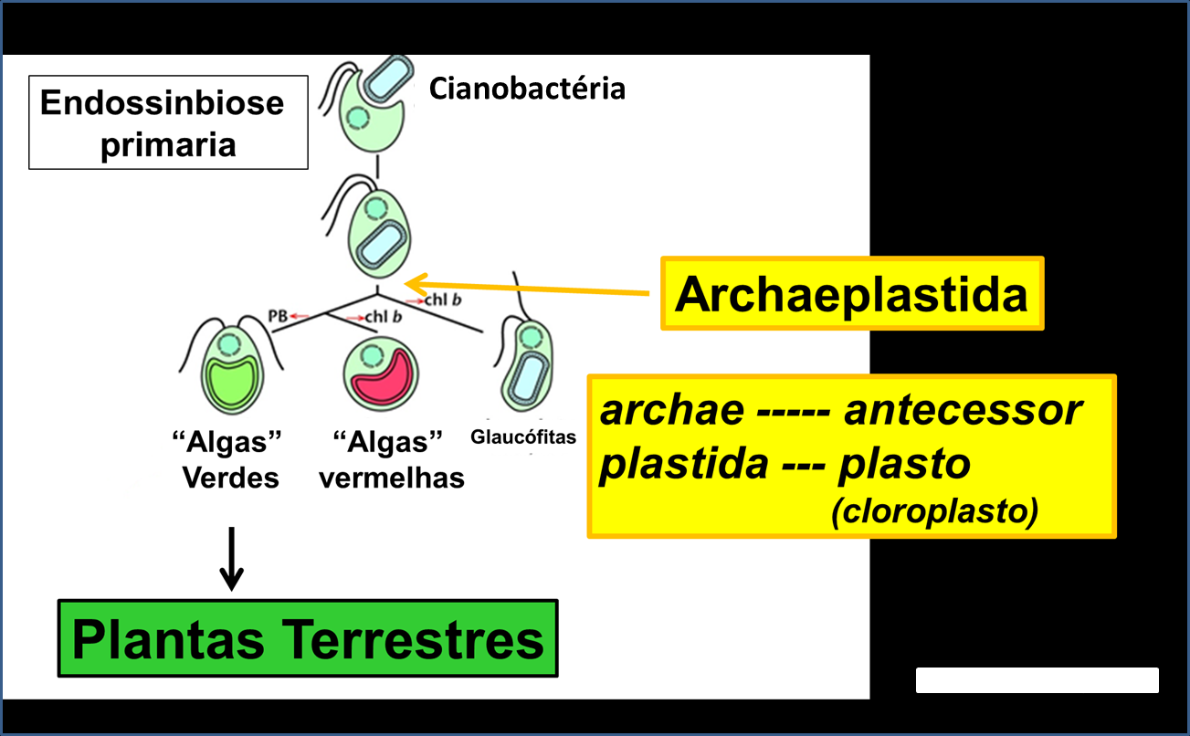 Figura 3. Origem da linhagem Archaeplastida.