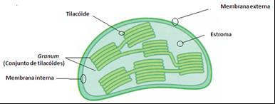 Esclarecendo: O processo de fotossíntese, na linhagem das plantas verdes, ocorre nos cloroplastos, que são delimitados por duas membranas, tendo seu interior preenchido por uma