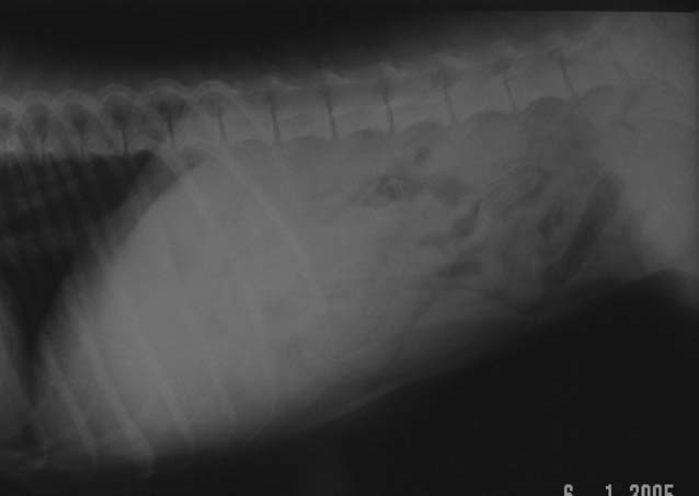 24 Figura 1 - Radiografias abdominais simples em projeção lateral direita (A) e ventrodorsal (B) demonstrando ausência de conteúdo ou alteração gastrintestinal.