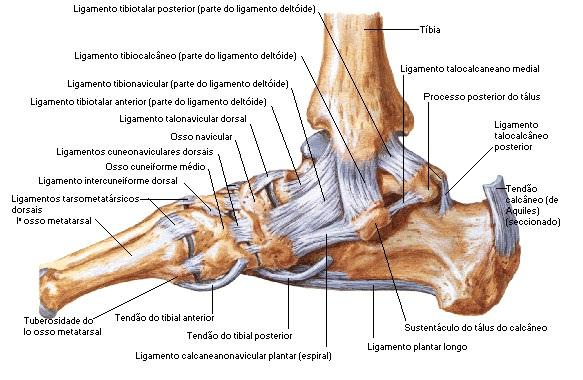 4 Figura 1 Vista medial do tornozelo