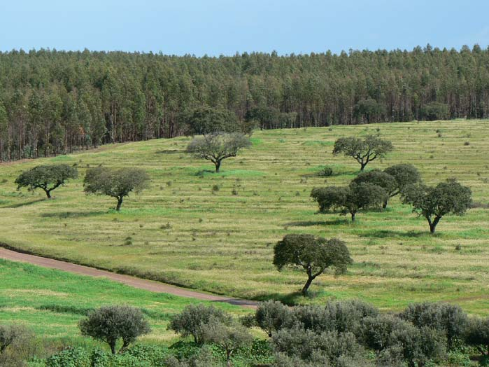 2. Desafios Dimensão + dispersão do património sob gestão - escala Operacionalização das exigências trazidas - terceirização das actividades no terreno Desenvolvimento e aplicação do conhecimento