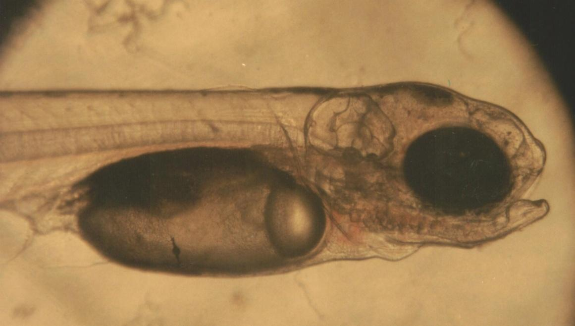 2mm Comprimento larva: 7mm