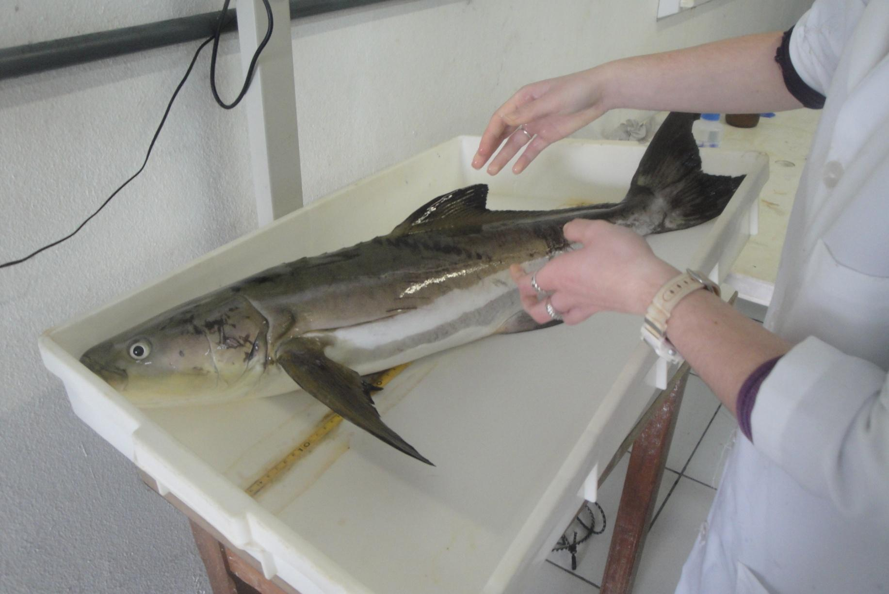 Cobia