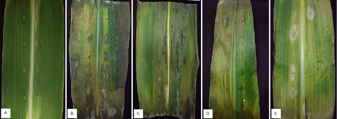 Figura 2 - Inoculação artificial de Pantoea ananatis em câmaras de microumidade em folhas de