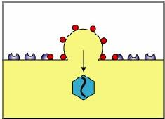 membrana plasmática celular Envelope Viral