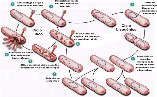 ALGUNS CONCEITOS Permissividade Capacidade determinado vírus de uma célula replicar ou não Célula Permissiva Célula cuja