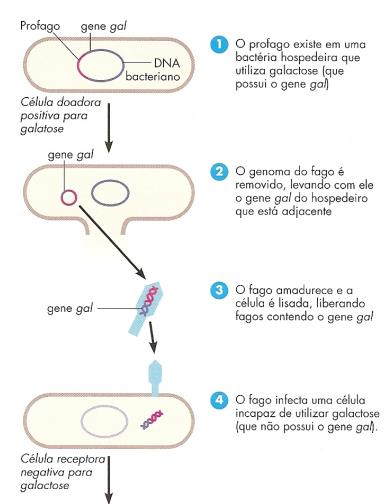 MULTIPLICAÇÃO DE VÍRUS