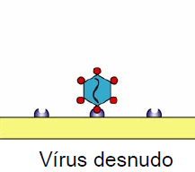 Ligação