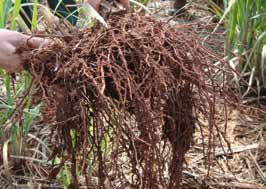 Para coleta das subamostras, o amostrador deverá caminhar com dois baldes e um enxadão. Em cada ponto de amostragem, arranca-se parte de uma touceira para coleta de raízes.