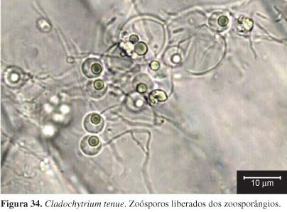 Cenocíticos Zoosporos Blastocladiomycota