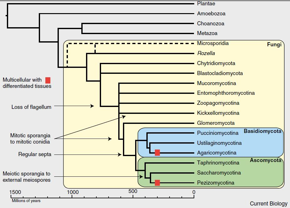 Cryptomycota Chytridiomycota 1% MACROMICETES Zygomycota 1%