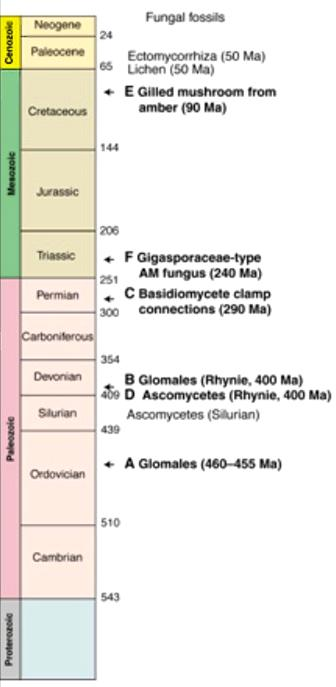 Extinção massiva Dominância de angiospermas, mamíferos e aves Archaeomarasmius