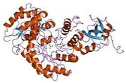 ribulose-1,5-difosfato Existe em todas as plantas e é fundamental na fotossíntese Consiste de 2