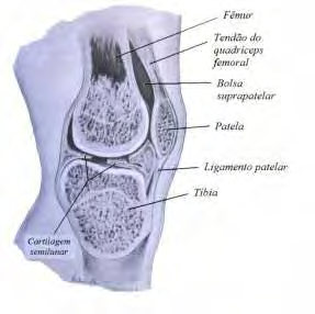 Capítulo 2: Fundamentos Teóricos 61 Impedindo o contato direto entre o fêmur e a tíbia existem duas cartilagens semilunares (meniscos): a medial e a lateral.