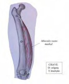 femoral, o vasto lateral, o vasto medial e o vasto intermédio (Figuras