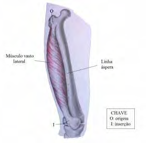 Figura 15 - Origem e inserção das porções do músculo quadríceps: a).