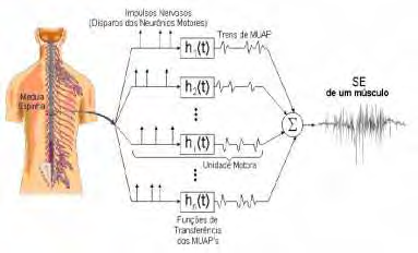 Um eletrodo, localizado dentro desse campo, é capaz de detectar o potencial elétrico referente a uma contração muscular, que é chamado de Sinal Eletromiográfico (SE).