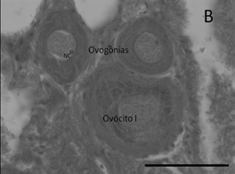 cromatina-nucléolo; (C) Ovócitos de estoque de reserva- Fase II perinucleolar-