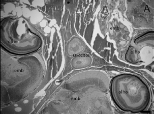 Morfologia ovariana de Poecilia vivípara.107 Figura 2. Corte transversal do ovário de P.