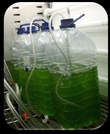 Biodiesel Lipid Induction in Microalgae