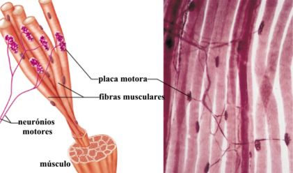 COMPRIMENTO MUSCULAR OLHO = 1 motoneurônio enerva 10 fibras musculares QUADRÍCEPS = 1 motoneurônio enerva 150 fibras