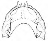 Genitália do macho em vista frontal, lateral e dorsal.