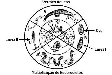 e) ao bloqueio da produção de hemácias pelo sistema imunológico. EXERCÍCIOS COMPLEMENTARES Observe o esquema e resolva os itens.