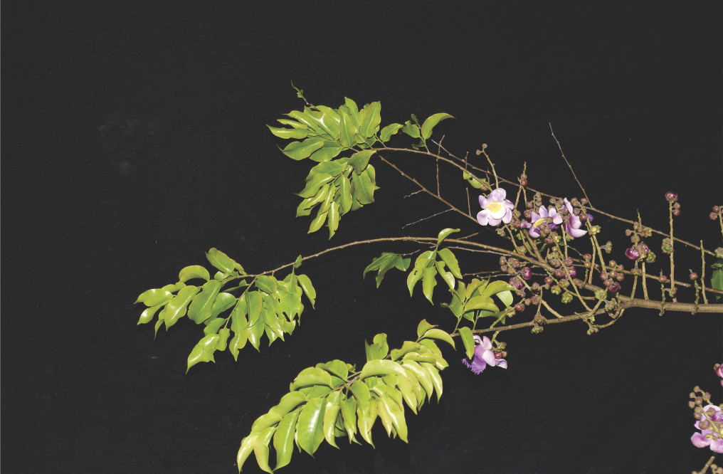 cremes, verde-claras ou avermelhadas (Figura 2). Flores violáceas, vistosas, com até 7 cm de diâmetro, odoríferas, carnosas e com numerosos estames amarelos (GUIMARÃES et al., 1993) (Figura 3).