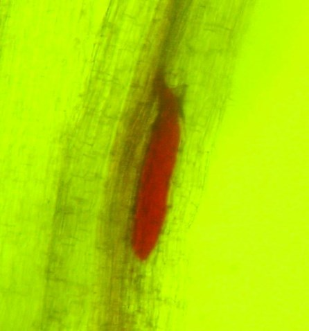 brachyurus (Figura 3-C e 3-F). No entanto, a densidade de infecção do tecido radicular por P. brachyurus foi bem menor quando comparada com os demais nematóides avaliados. A presença de P.