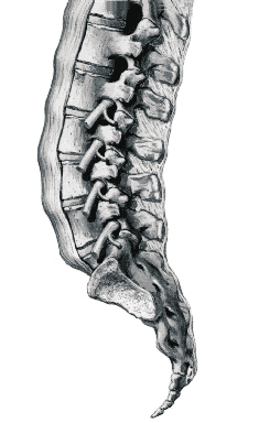 18 Doença discal lombar: fatores predisponentes e sua expressão genética em indivíduos tratados por técnicas neurocirúrgicas. - José Carlos Figueiredo Brito e cols.