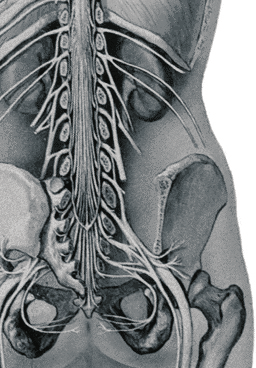 Doença discal lombar: fatores predisponentes e sua expressão genética em indivíduos tratados por técnicas neurocirúrgicas. - José Carlos Figueiredo Brito e cols.