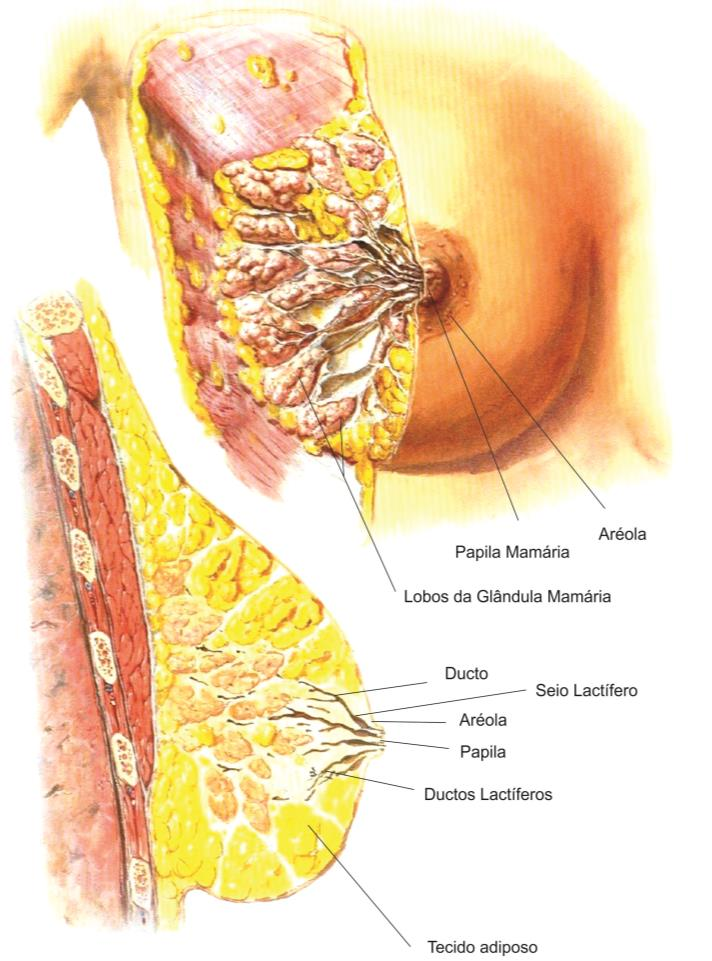 21 2.3 MORFOLOGIA MAMÁRIA A neoplasia de mama é considerada atualmente uma doença heterogênea com múltiplas apresentações fenotípicas e biológicas.