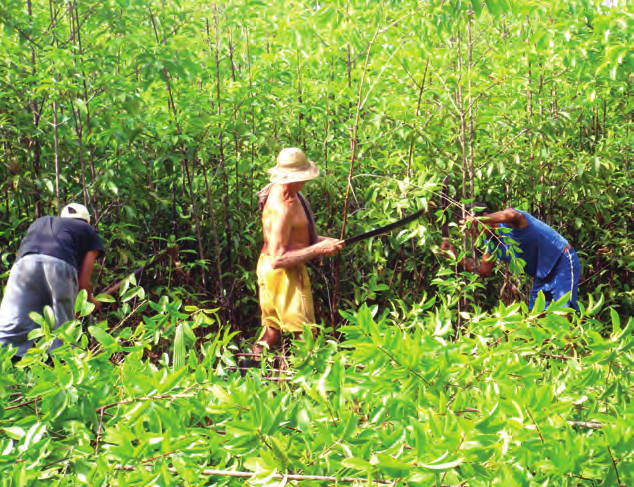 Bacurizeiro Nativo: Práticas de Manejo e de Produção no Nordeste Paraense Em seguida, inicia-se a eliminação de cipós e desbastes de algumas espécies que estejam competindo com as plantas de