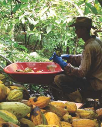 Ações do Imaflora em São Félix do Xingu O Imaflora promove oficinas que auxiliam os agricultores no planejamento de suas propriedades, melhoria da produtividade e qualidade do cacau produzido, bem