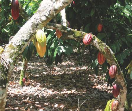 População beneficiada O público diretamente beneficiado pelo projeto é composto por, aproximadamente, 150 produtores de cacau, associados à Cooperativa Alternativa dos Pequenos Produtores Rurais e