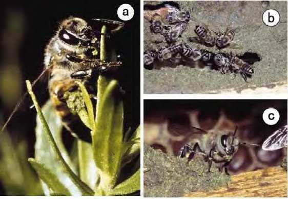 Figura 1. Interação entre Apis mellifera e Baccharis dracunculifolia. Figura 2. Arbusto de Baccharis dracunculifolia Instituto de Biociências de Botucatu (UNESP) / SP.