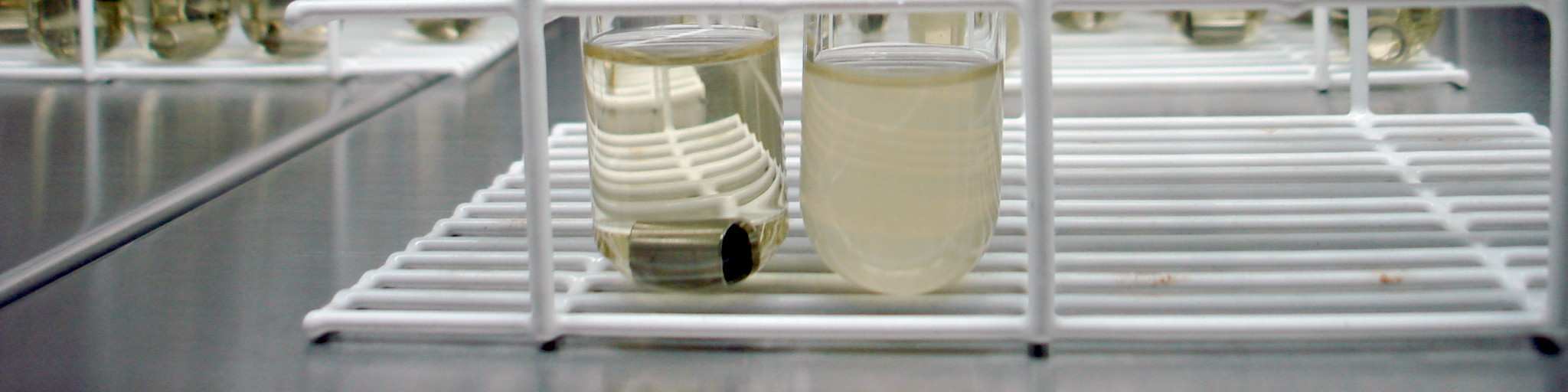 bactérias no tubo contendo fenol (tubo