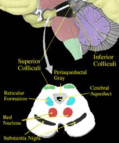 Regulações biológicas Sistema mediano Região dorsal