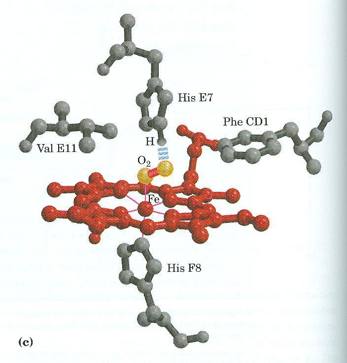O ângulo de ligação do átomo de oxigénio ao hemo é facilmente acomodado pela