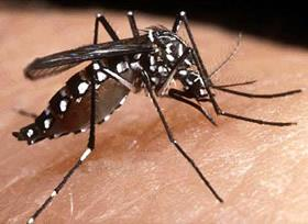 Febre amarela urbana transmitida pelo mosquito Aedes aegypti; Febre amarela silvestre transmitida pelo