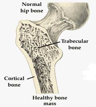 Fisiologia do Osso Esqueleto adulto: Osso Cortical denso e compacto (80% do esqueleto).