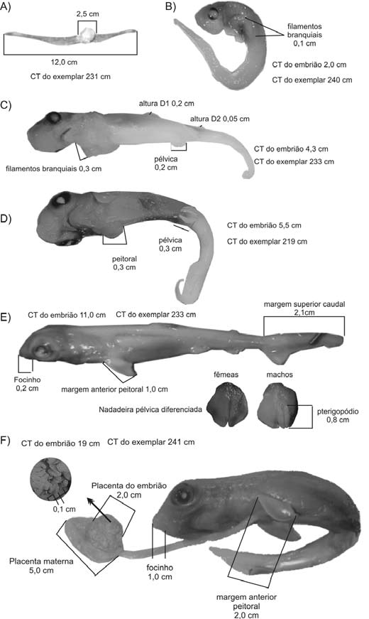 Figura 2 - Fases do desenvolvimento embrionário de Prionace glauca: A - ovos fecundados; B - embrião em Estágio I; C - embrião em Estágio II; D - embrião em Estágio III; E - embrião em Estágio IV; F