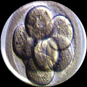 embriões Identificação