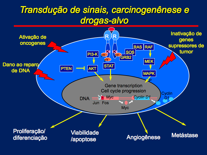 27 Figura 6 - Vias de sinalização celular, biomarcadores moleculares e carcinogênese Fonte: Brasil (1996).